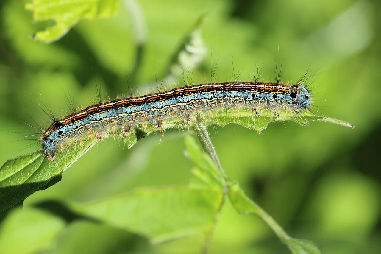 How Moth Caterpillars Take the Trick Even Further (Image Credits: Pixabay)