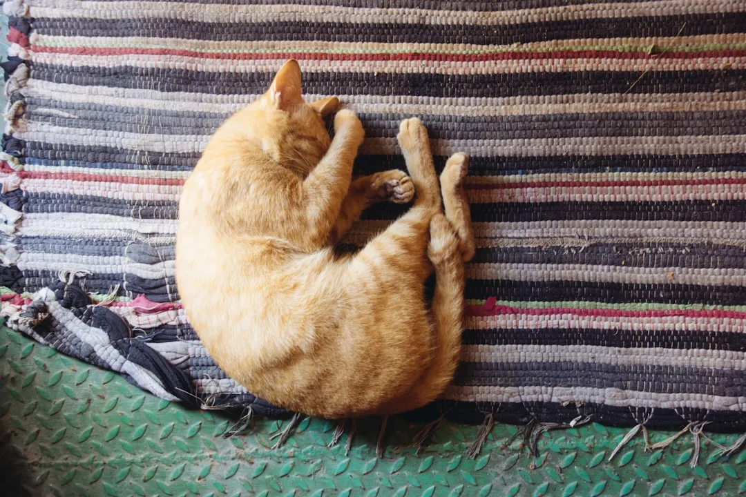 Why Cats Only Knead Soft Surfaces (Image Credits: Unsplash)