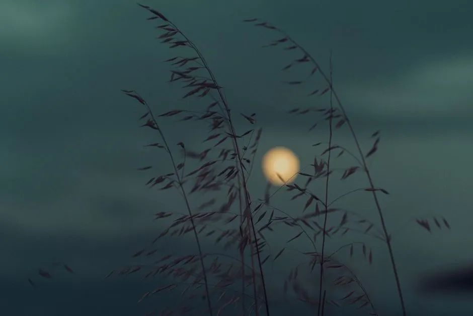 Melatonin Levels Drop During the Full Moon (Image Credits: Pexels)