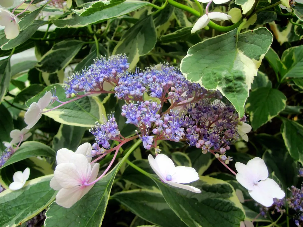 New Plants Need Time Before They Bloom (Tobyotter, Flickr, CC BY 2.0)