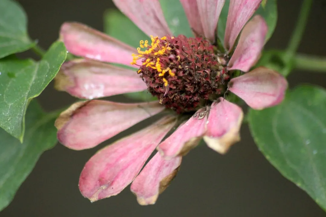Spotting the Signs of Poor Pollination (Image Credits: Unsplash)