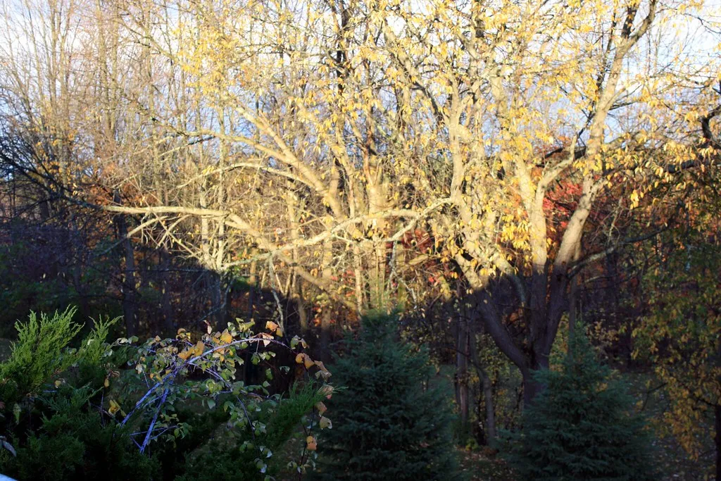 How Shadows Lie to You Throughout the Day (Beverly Pearl, Flickr, CC BY-SA 2.0)