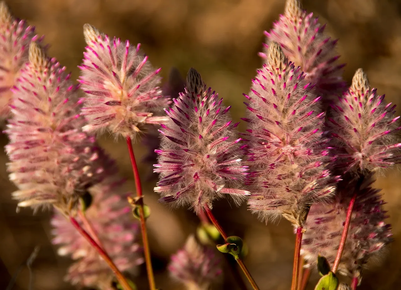A Smartphone Photo Has Already Rediscovered a Plant Extinct for Decades (Image Credits: Pixabay)