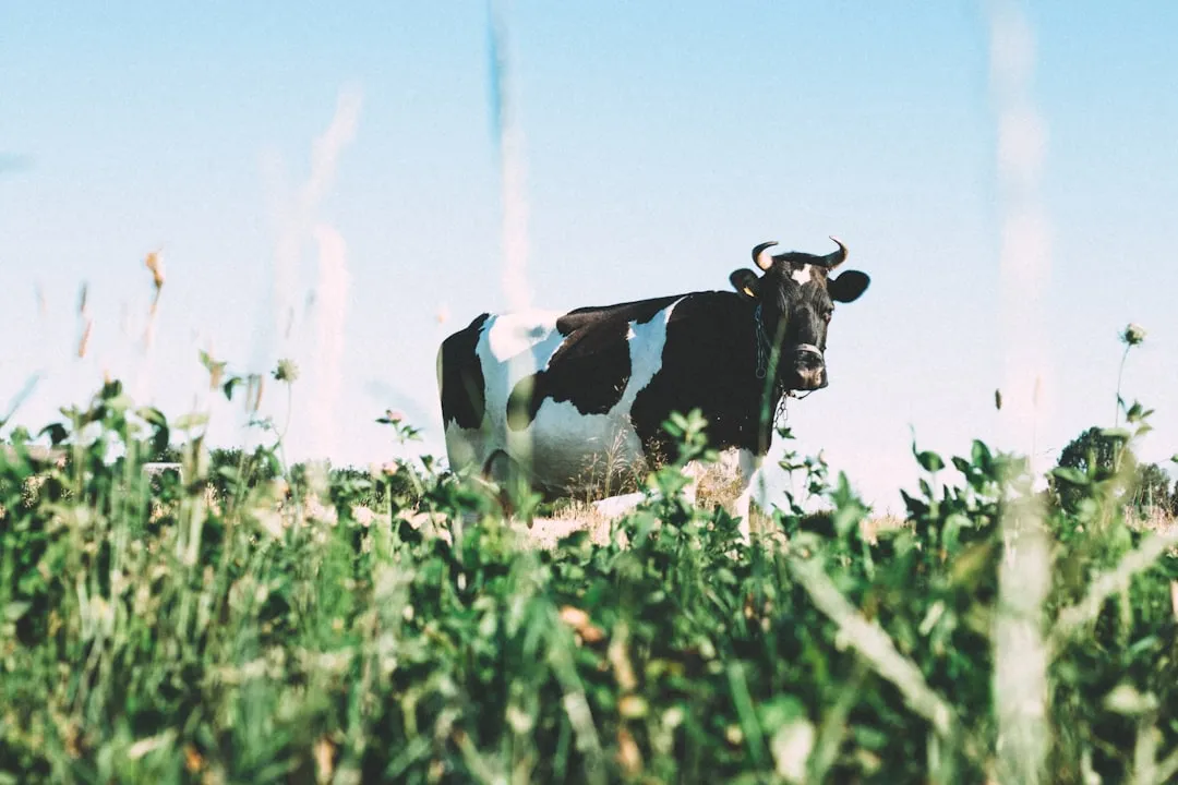 Milk vs. Fungicides: The Honest Comparison (Image Credits: Unsplash)