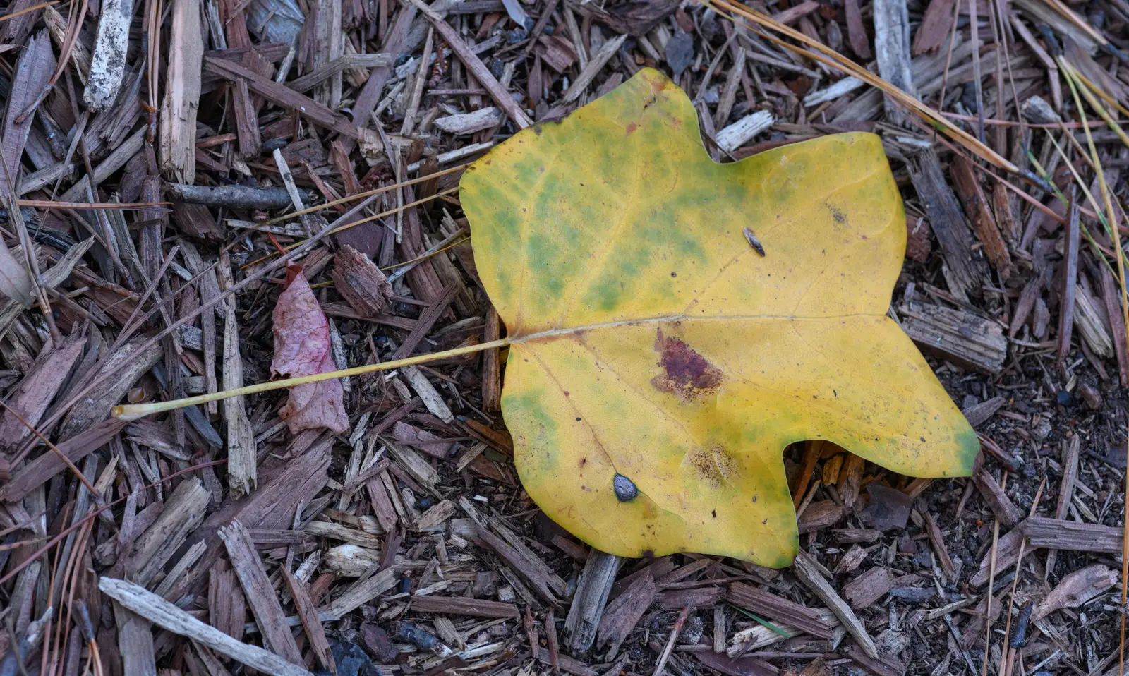 When Early Leaf Drop Becomes a Genuine Crisis (By PumpkinSky, CC BY-SA 3.0)
