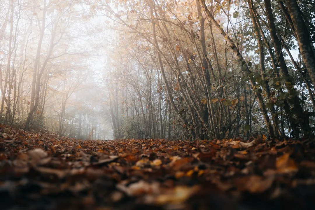 Temperature and Humidity: Getting the Balance Right (Image Credits: Unsplash)