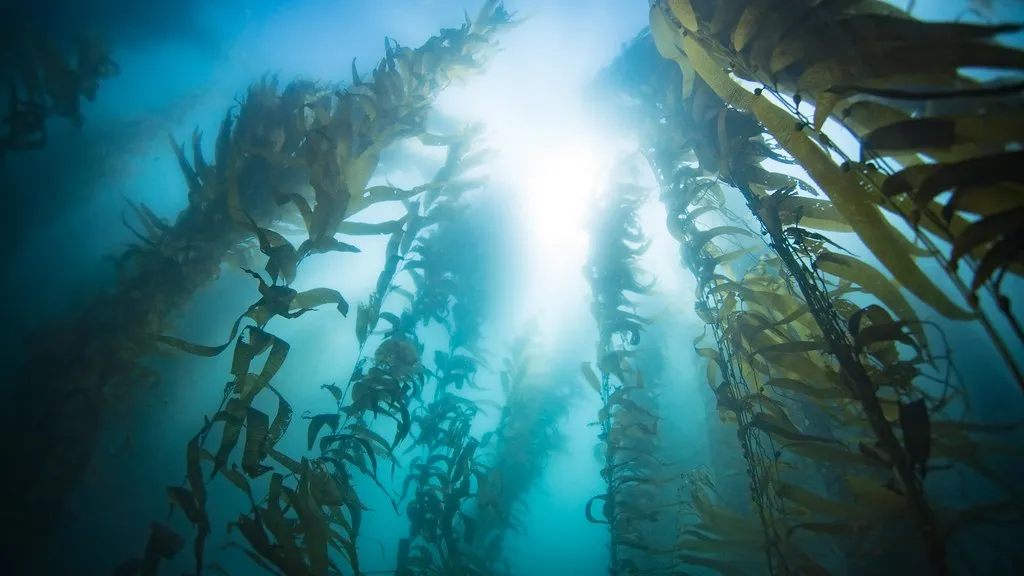 A Global Problem, Not Just a California One (California Sea Grant, Flickr, CC BY 2.0)