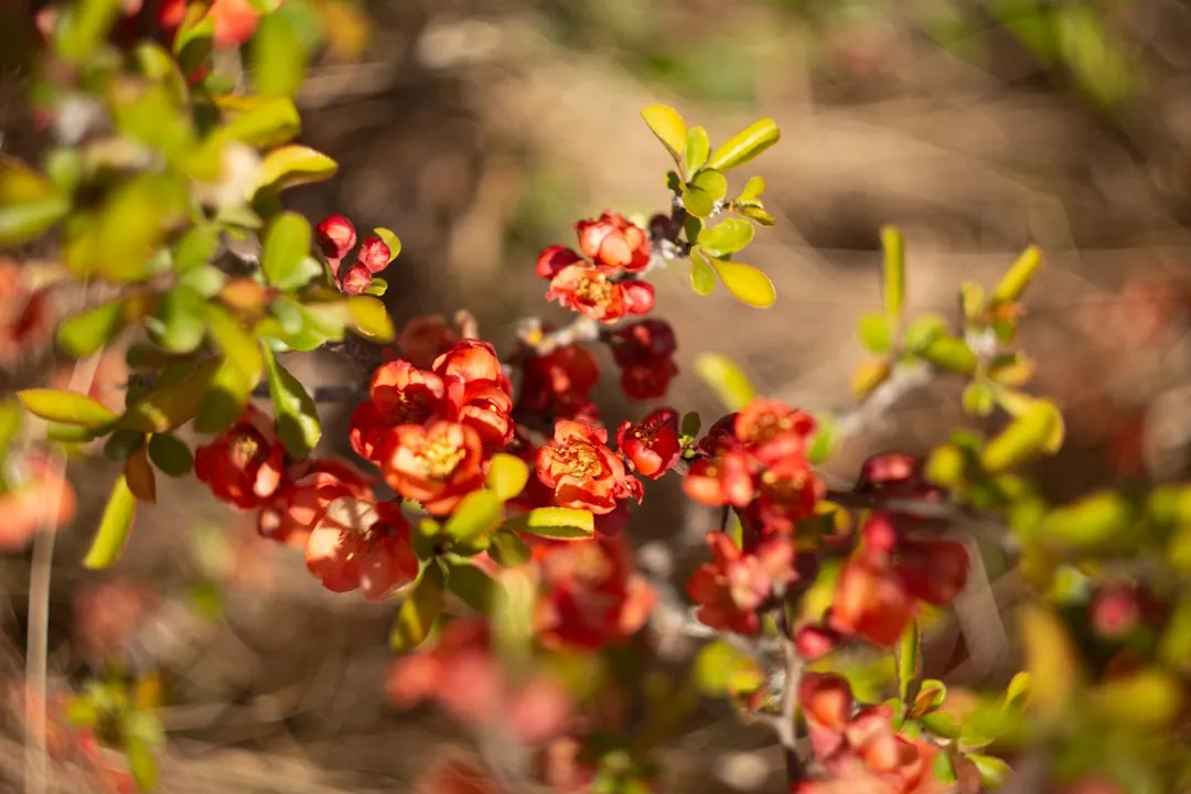 Plant 3: Manzanita (Arctostaphylos) (Image Credits: Unsplash)