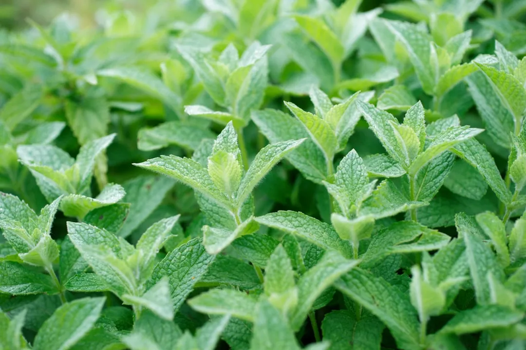 What These Herbs Won't Do: Setting Realistic Expectations (Image Credits: Unsplash)