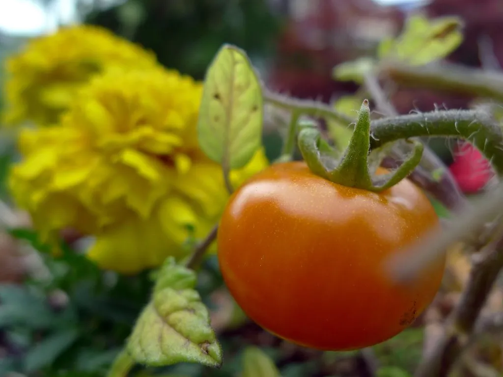 Neglecting Companion Planting Entirely (Ruth and Dave, Flickr, CC BY 2.0)