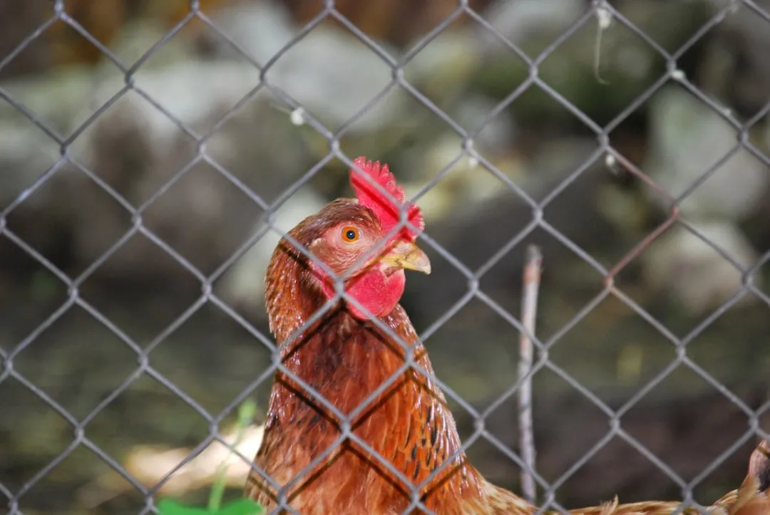 Try Chicken Wire or Bird Netting Across the Soil (Image Credits: Unsplash)