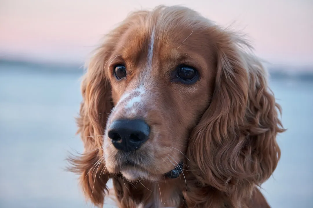 Why Some Dogs Simply Don't React (Image Credits: Unsplash)