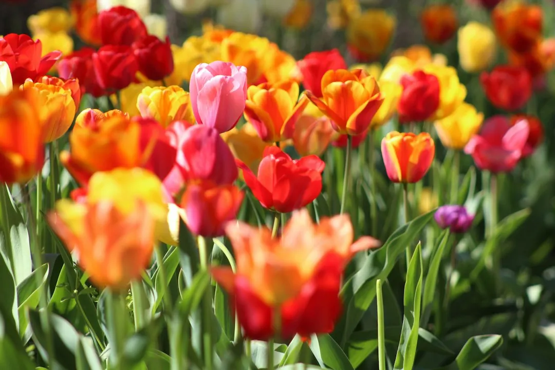 2. Tulips: Cold Is the Whole Point (Image Credits: Unsplash)
