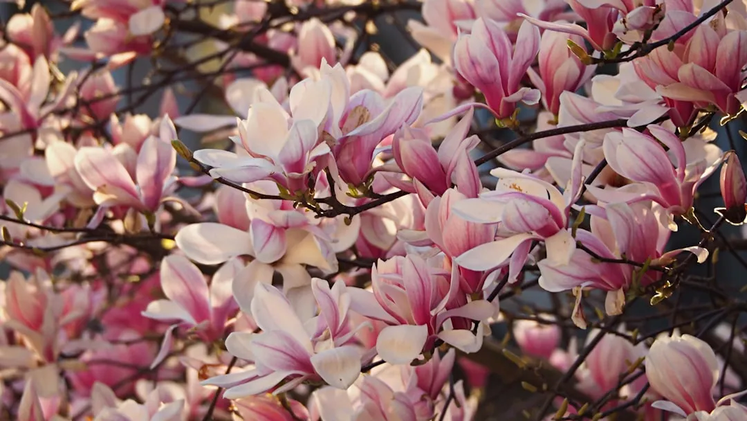 Magnolia 'Little Gem' (Magnolia grandiflora): Elegant and Compact (Image Credits: Unsplash)