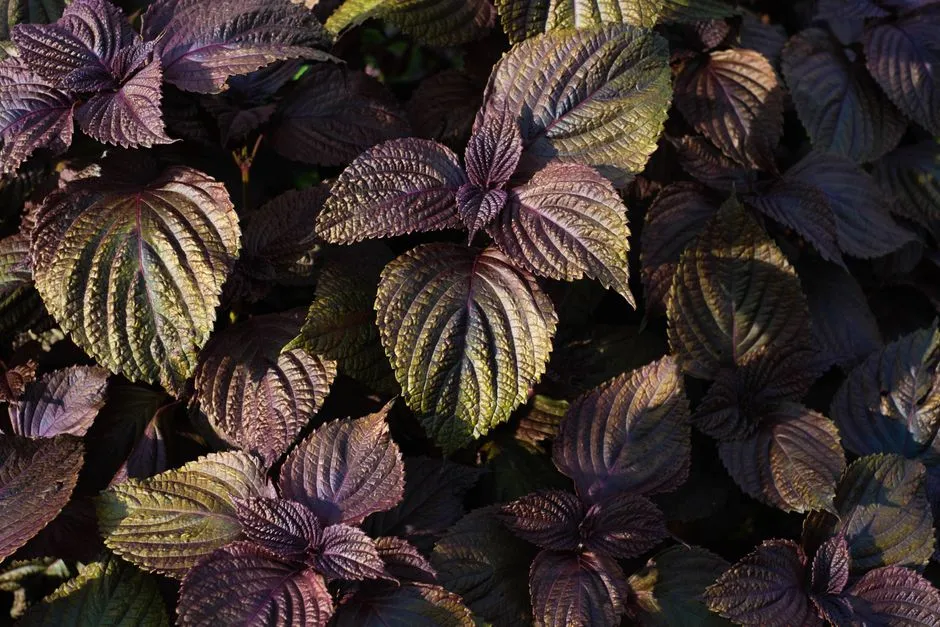 What Shiso Actually Is (Image Credits: Pexels)