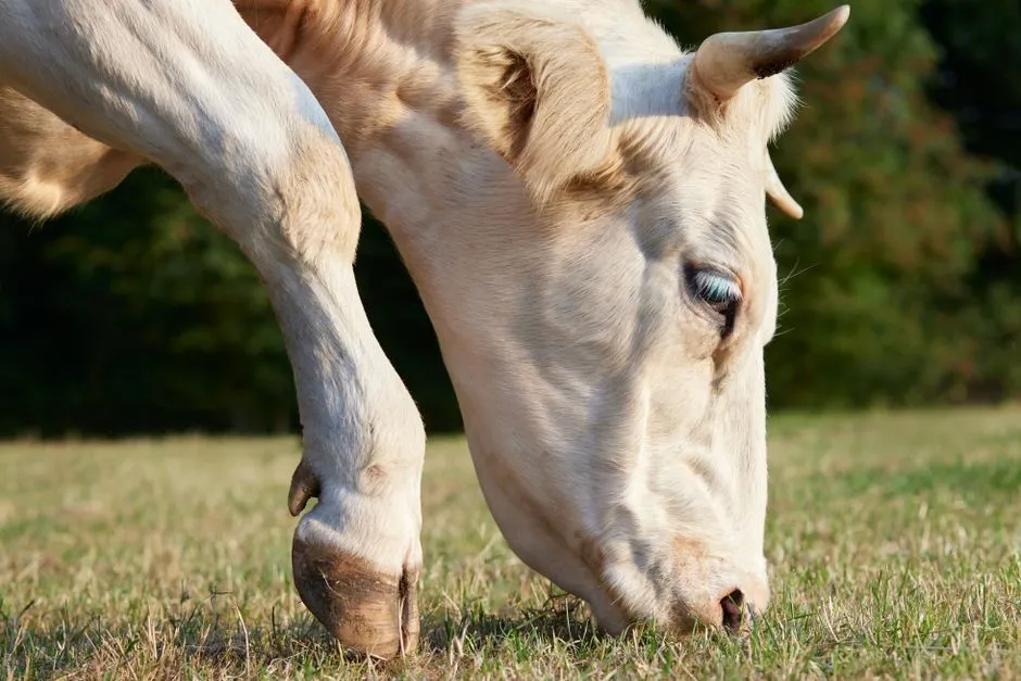 What Is Endozoochory? (Image Credits: Pexels)