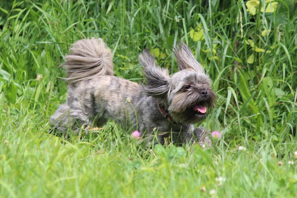 What the Research Says About How Many Dogs Are Affected (GollyGforce - Living My Worst Nightmare, Flickr, CC BY 2.0)