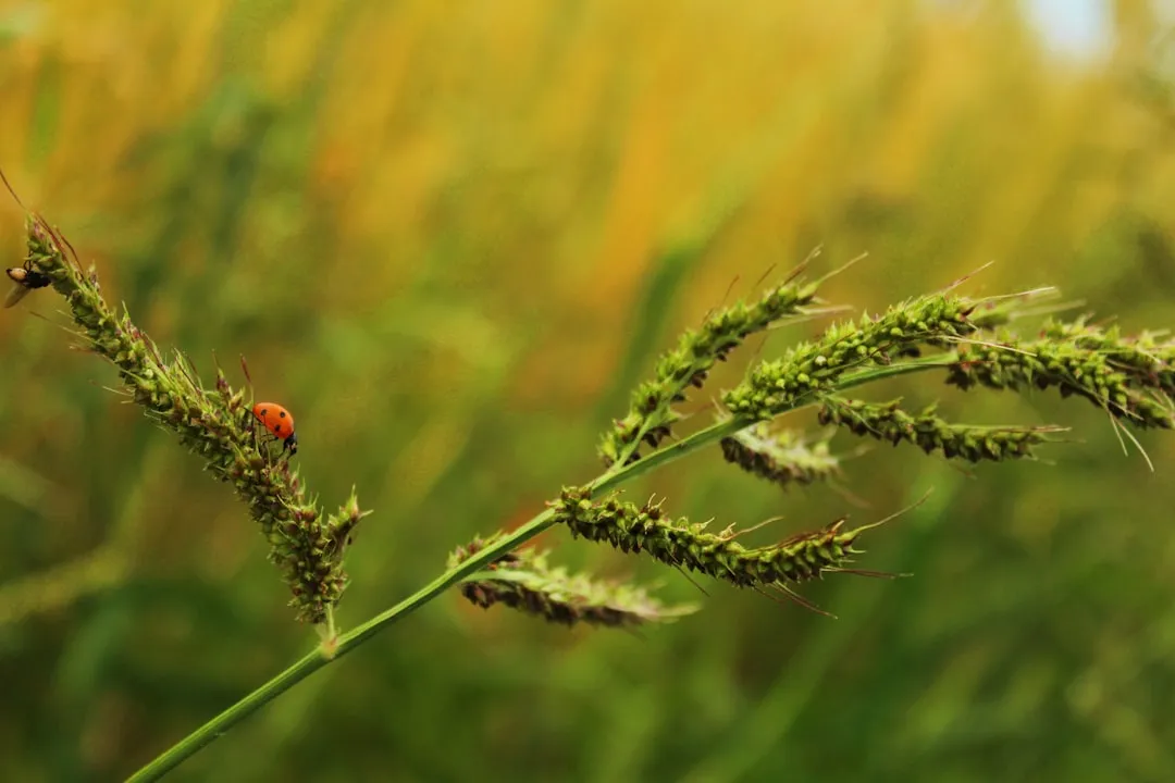From Garden Problem to Agricultural Opportunity (Image Credits: Unsplash)