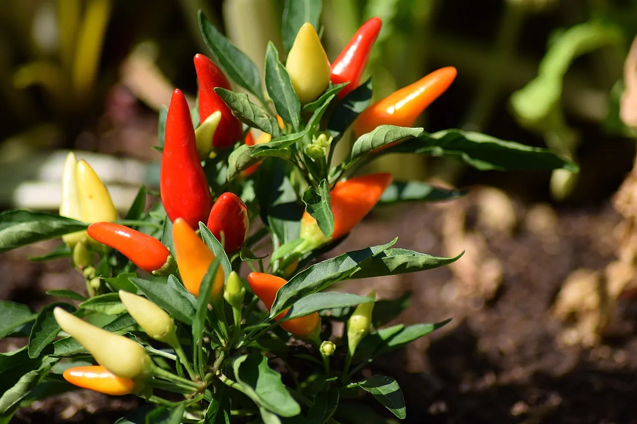 Which Plants Respond Best (Image Credits: Pixabay)