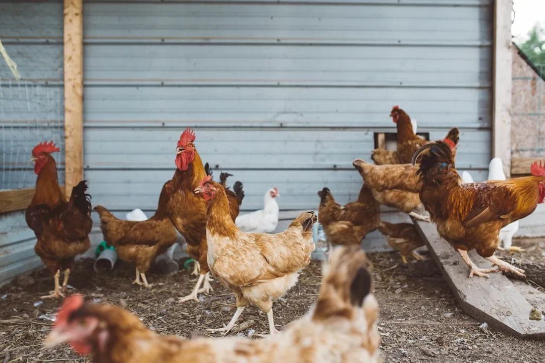 The Coop Market Is Now a Serious Industry (Image Credits: Unsplash)