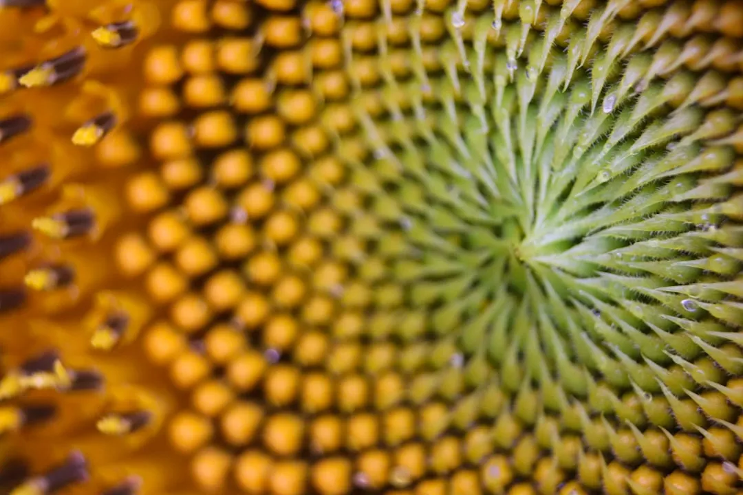 The Fibonacci Sequence: Nature's Counting System (Image Credits: Unsplash)