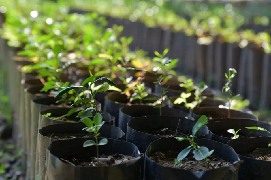 Pairing Cinnamon With Good Seedling Hygiene (Image Credits: Pexels)
