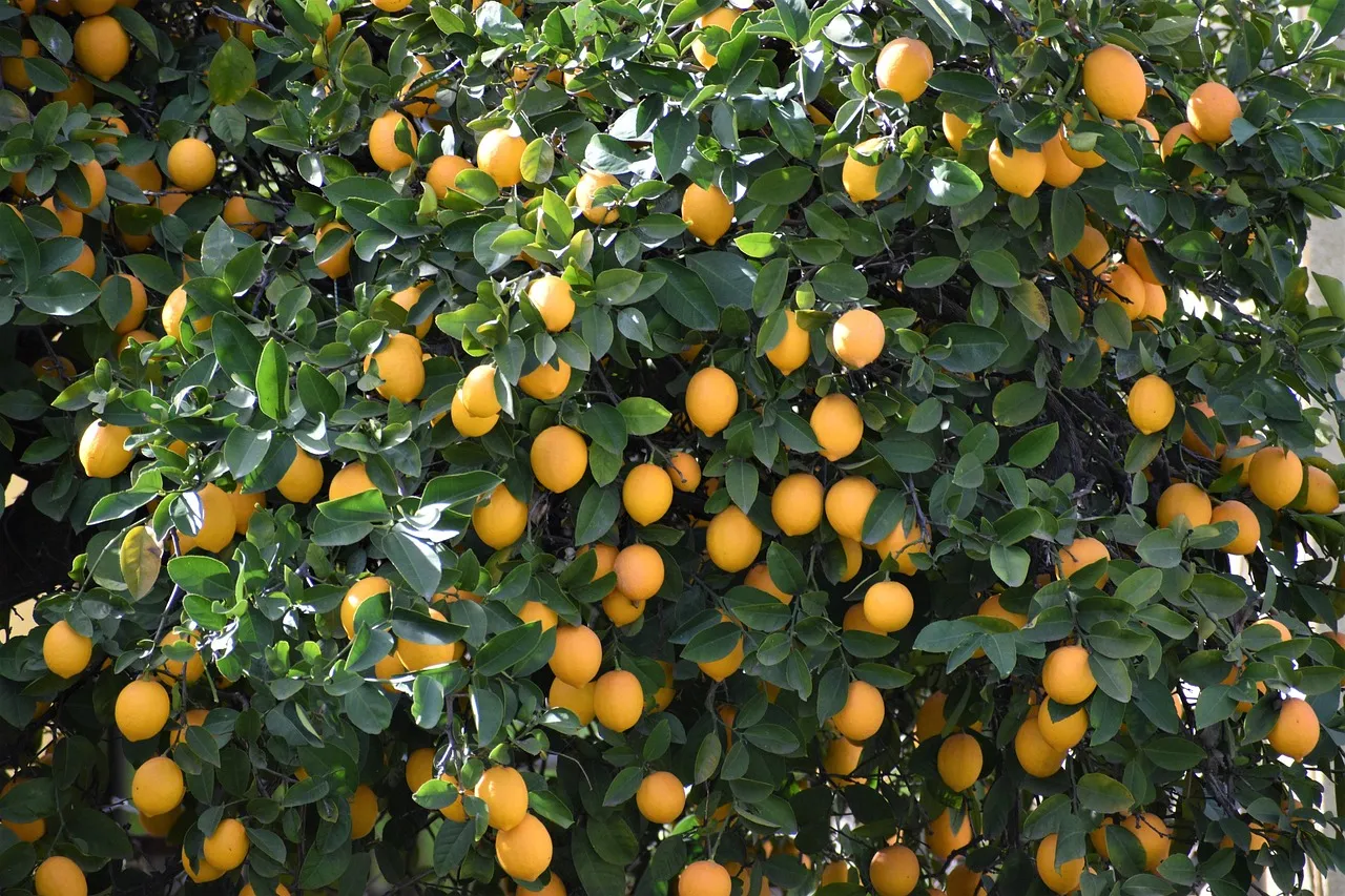 9. Lemon: A Year-Round Citrus Workhorse (Image Credits: Pixabay)