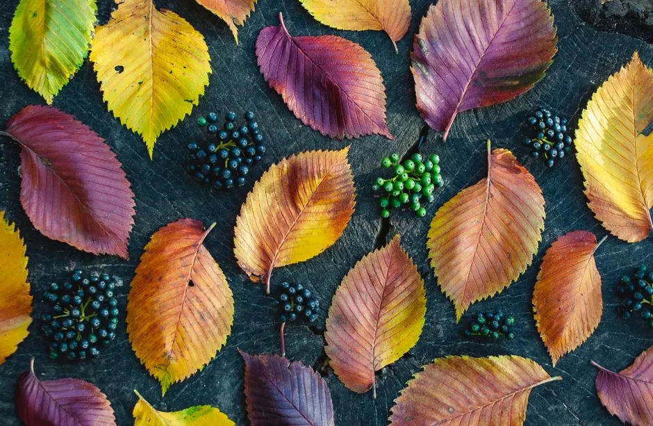 The Chemistry Behind Red: Anthocyanins Explained (Image Credits: Pexels)