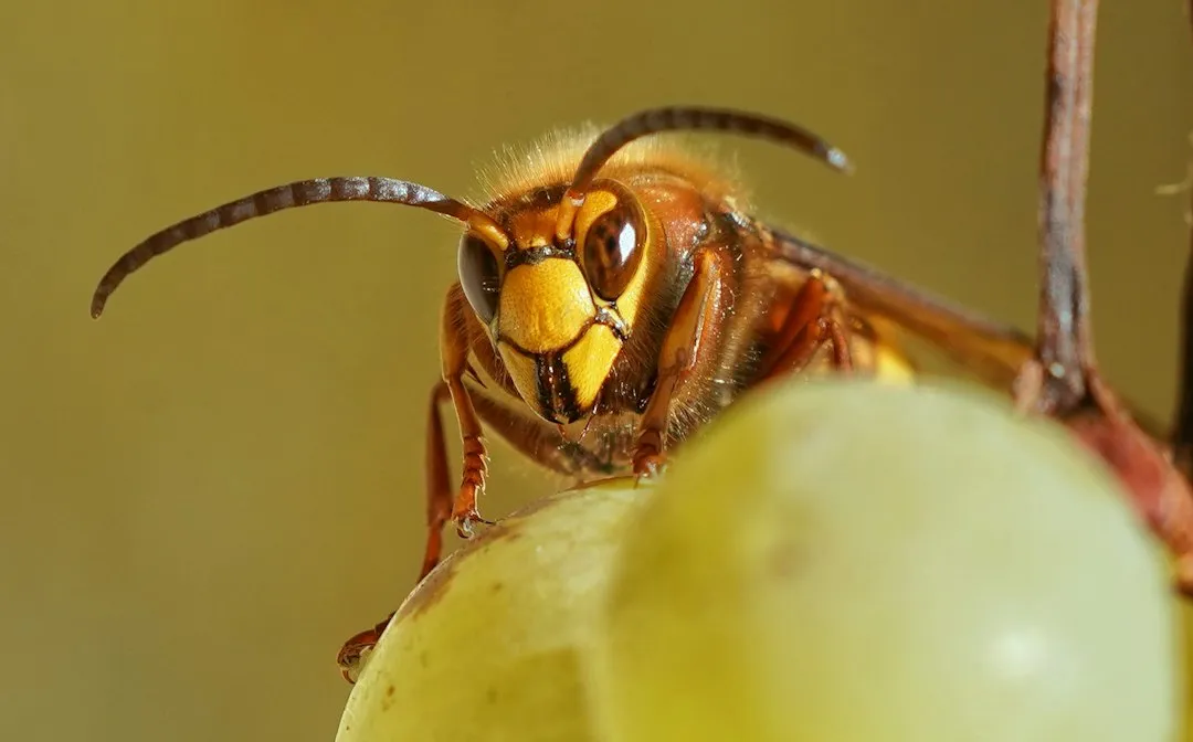 The Tiny Wasp Behind It All (Image Credits: Unsplash)