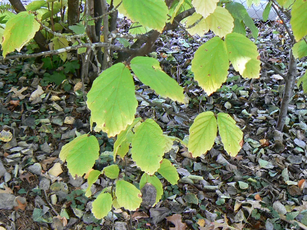 Explosive Seed Dispersal (Willamette Biology, Flickr, CC BY-SA 2.0)