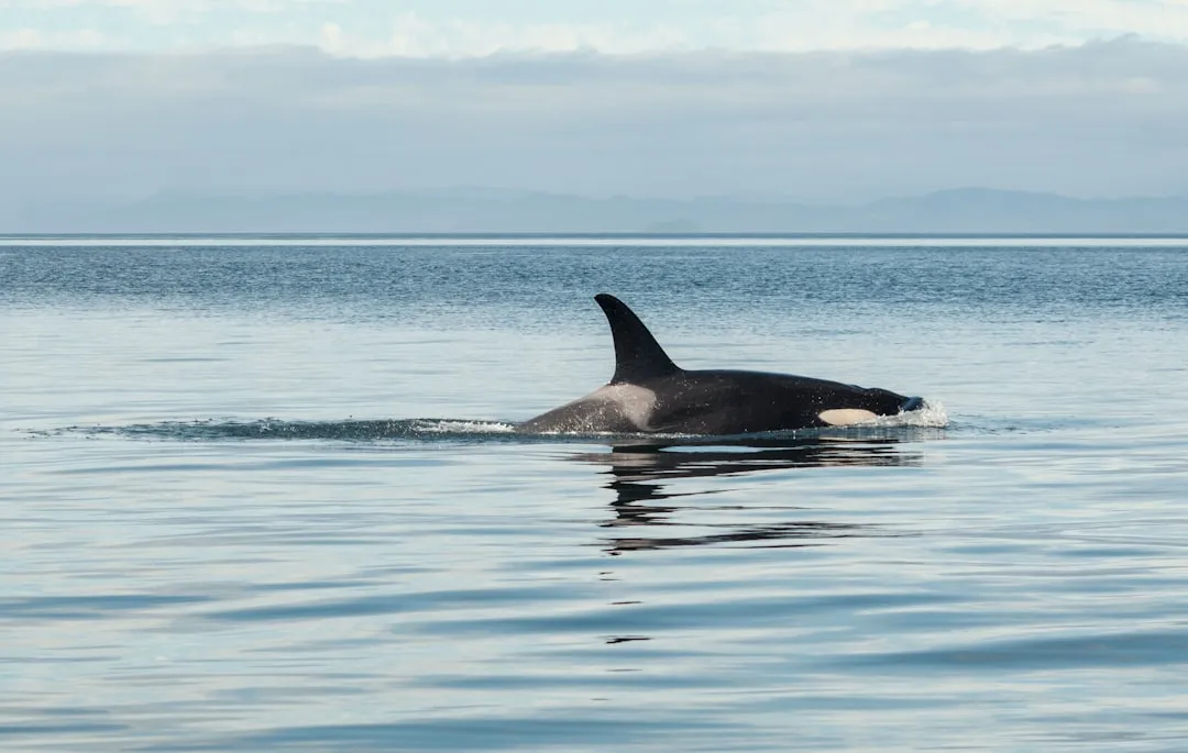 San Juan Islands, Washington: Island Hopping in Orca Country (Image Credits: Unsplash)