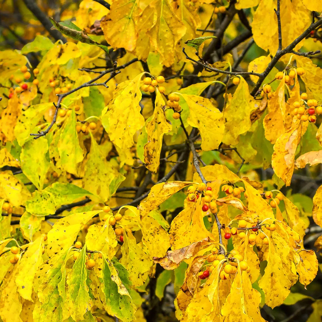 Not All Trees Are Equal Candidates for Fall Planting (Jack.Flanagan, Flickr, CC BY 2.0)