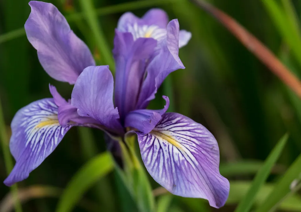 Plant 4: Douglas Iris (Iris douglasiana) (Justin Dolske, Flickr, CC BY-SA 2.0)