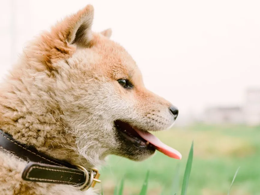 Pale or White Gums: A Signal You Cannot Ignore (Image Credits: Pexels)