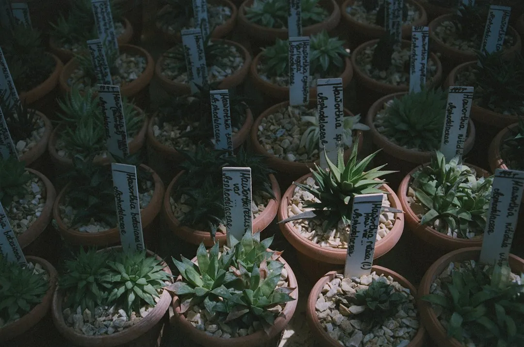 8. Haworthia (Haworthia spp.) (Image Credits: Unsplash)