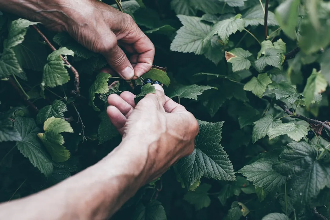 How to Identify and Harvest Responsibly (Image Credits: Unsplash)