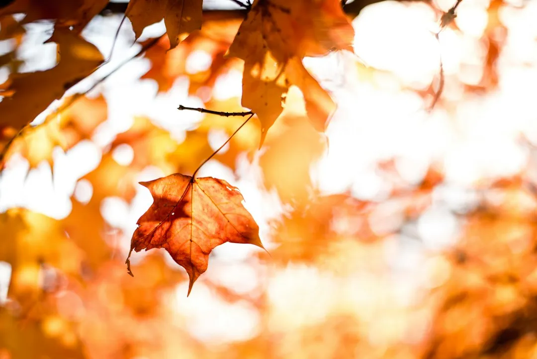 The Sunscreen Hypothesis: Red as a Shield Against Autumn Light (Image Credits: Unsplash)