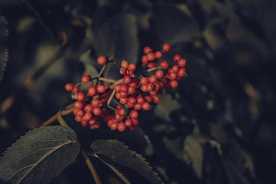 6. Viburnum (Viburnum species) (Image Credits: Unsplash)