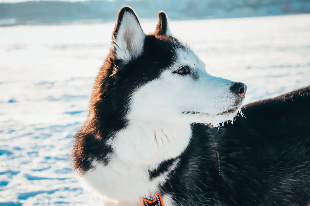 3. Siberian Husky: Endurance Built Into the Bones (Image Credits: Unsplash)