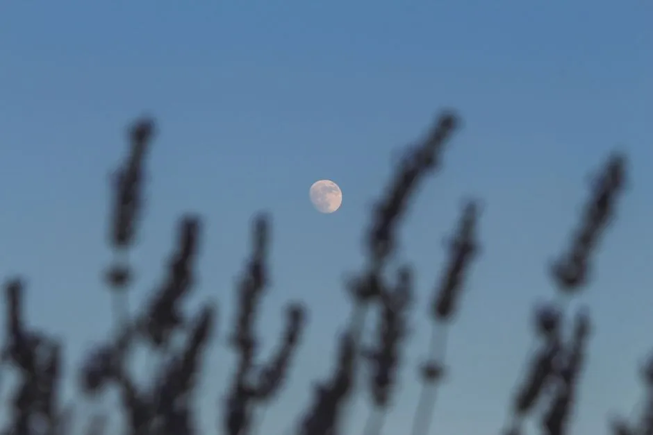 The Ancient Roots of Calendar-Based Gardening (Image Credits: Pexels)