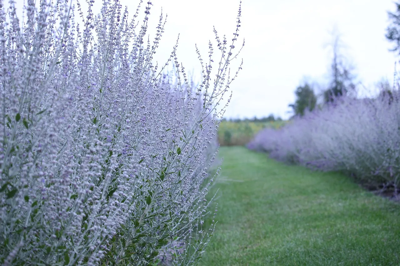 4. Russian Sage (Perovskia atriplicifolia) (Image Credits: Pixabay)