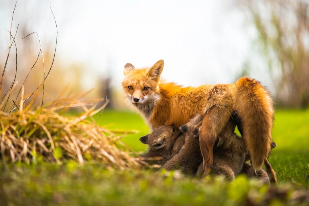 Mating Season Is the Main Driver (Image Credits: Unsplash)
