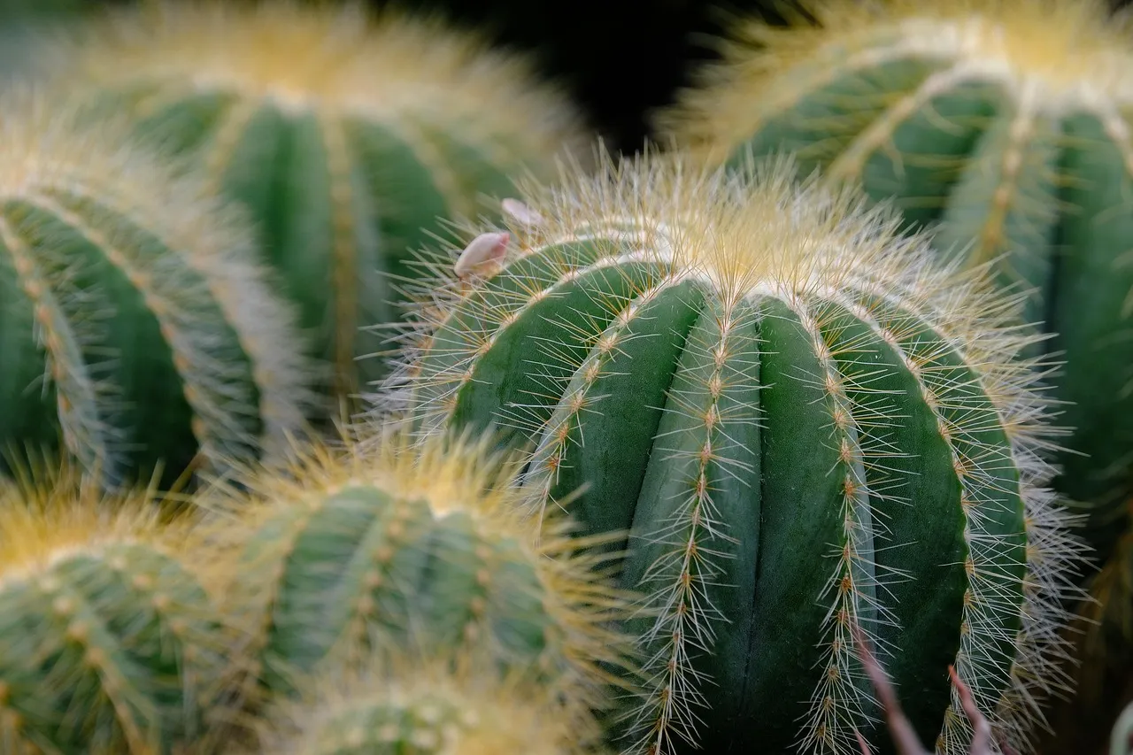 Succulent 4: Dudleya (California's Native Liveforever) (Image Credits: Pixabay)