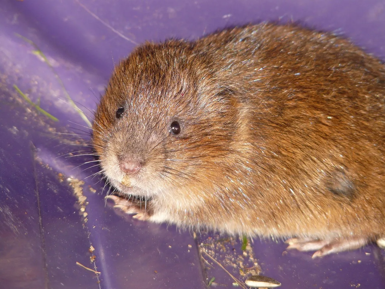 Voles: Surface Runners With Underground Networks (Image Credits: Pixabay)