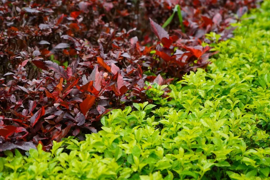 Biodiversity Gains From Layering (Image Credits: Pexels)