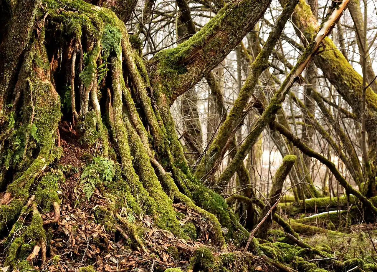 The Real Cause: Oxygen Starvation and Waterlogged Soil (Image Credits: Pixabay)