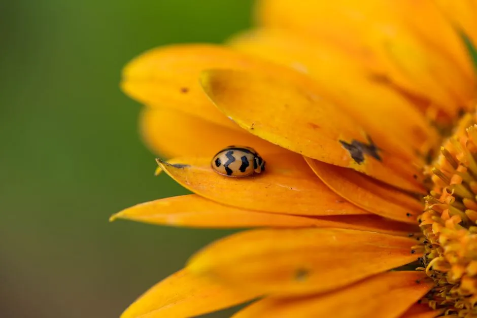 Marigolds and Calendula: Common Companions That Earn Their Place (Image Credits: Pexels)