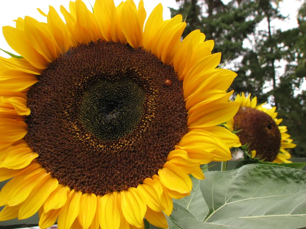 Sunflowers: Large, Structural, and Welcoming to Both Insects (ceasol, Flickr, CC BY-SA 2.0)