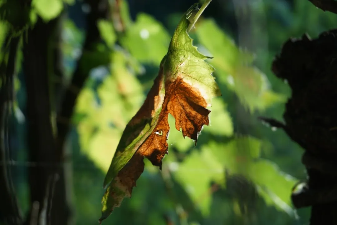 The Chlorophyll Breakdown You Can See (Image Credits: Unsplash)