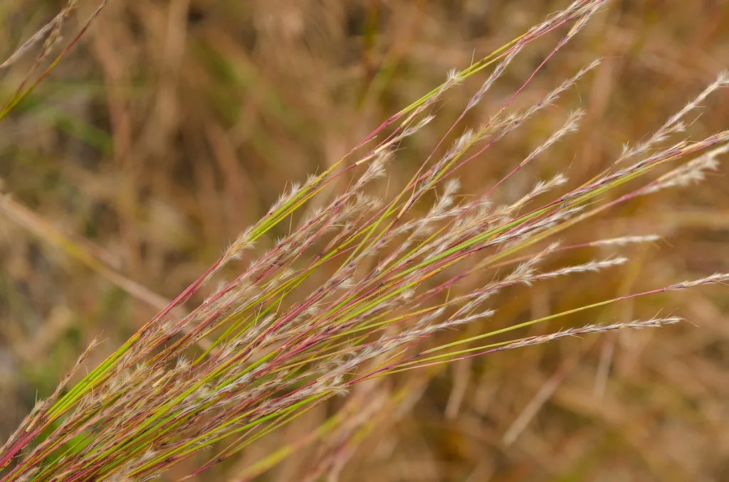 Little Bluestem: The Best Choice for Small Garden Spaces (wackybadger, Flickr, CC BY-SA 2.0)